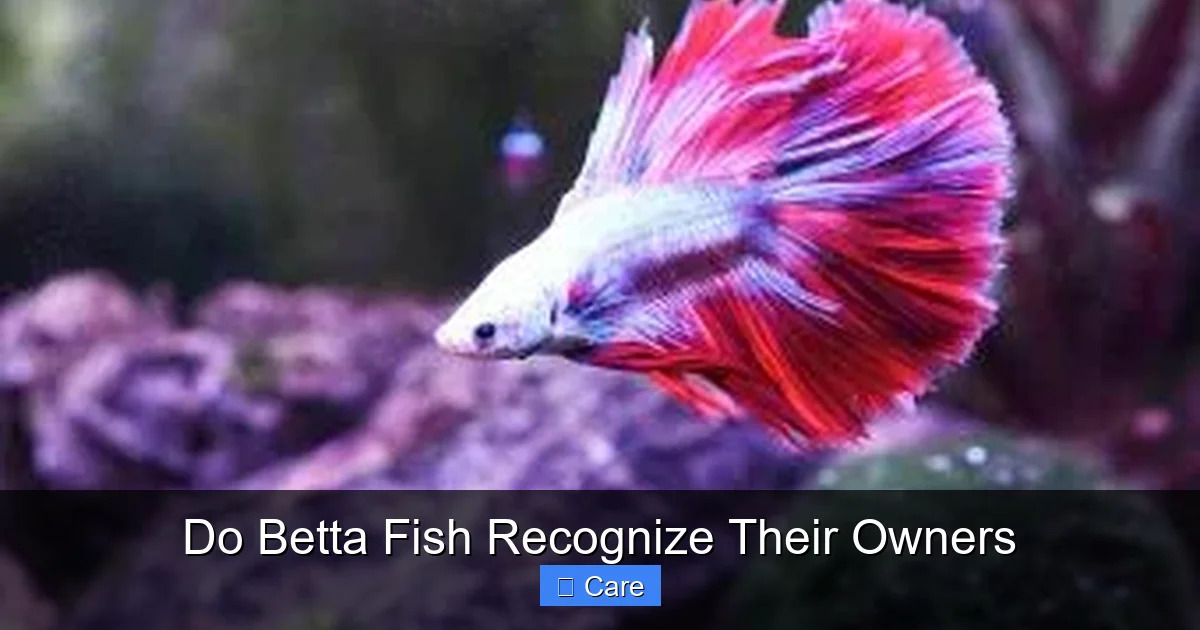 Do Betta Fish Recognize Their Owners