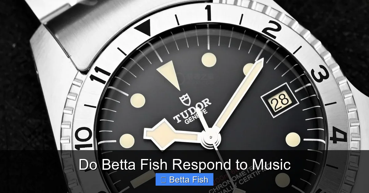 Do Betta Fish Respond to Music