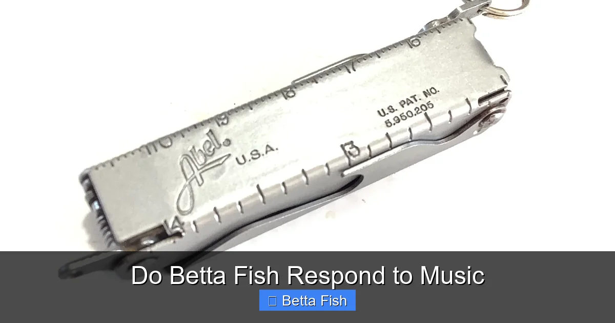 Do Betta Fish Respond to Music