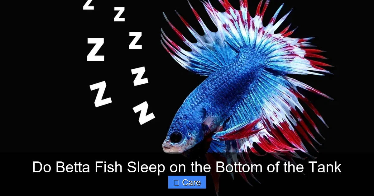 Do Betta Fish Sleep on the Bottom of the Tank