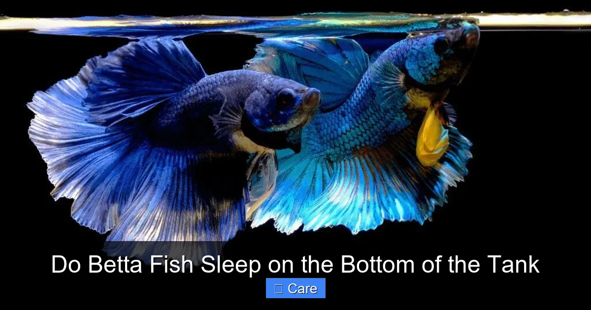 Do Betta Fish Sleep on the Bottom of the Tank
