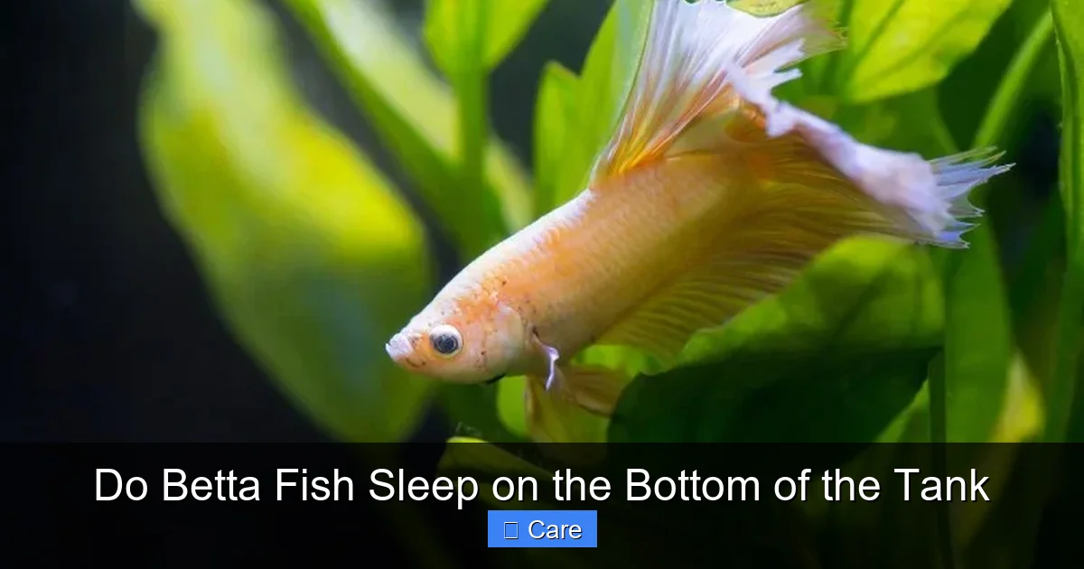 Do Betta Fish Sleep on the Bottom of the Tank