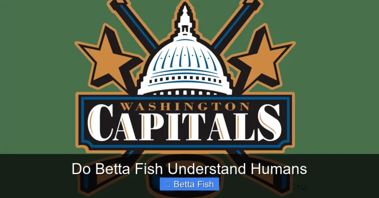 Do Betta Fish Understand Humans