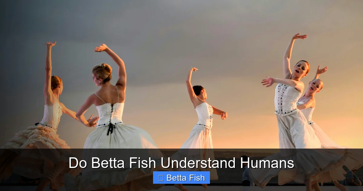 Do Betta Fish Understand Humans