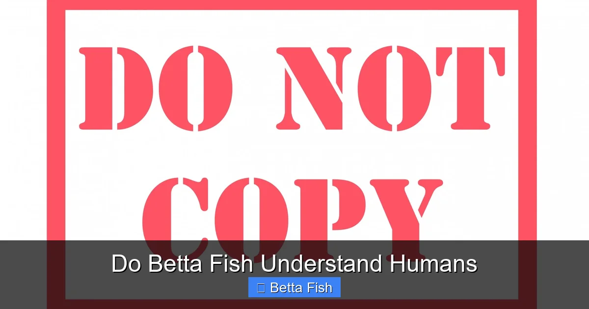 Do Betta Fish Understand Humans