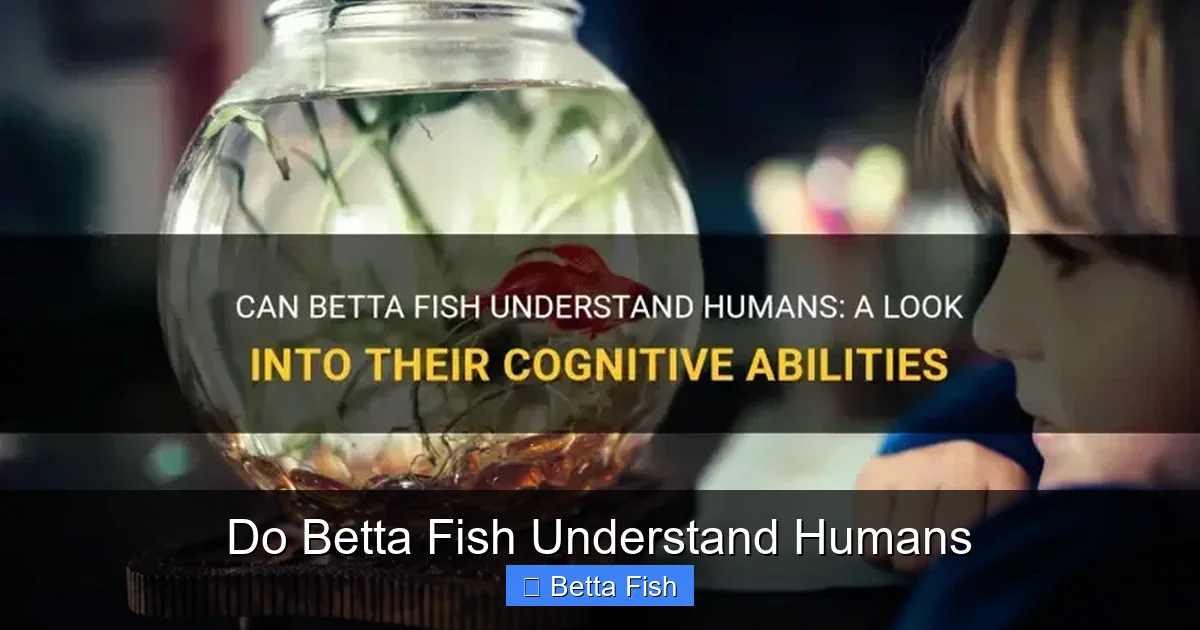 Do Betta Fish Understand Humans