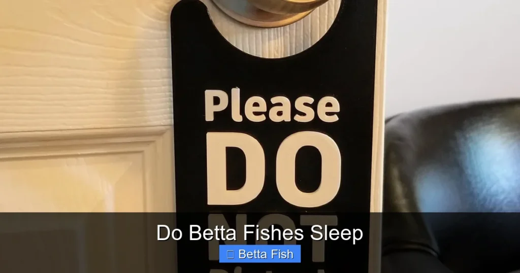Do Betta Fishes Sleep