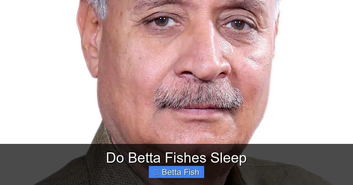 Do Betta Fishes Sleep