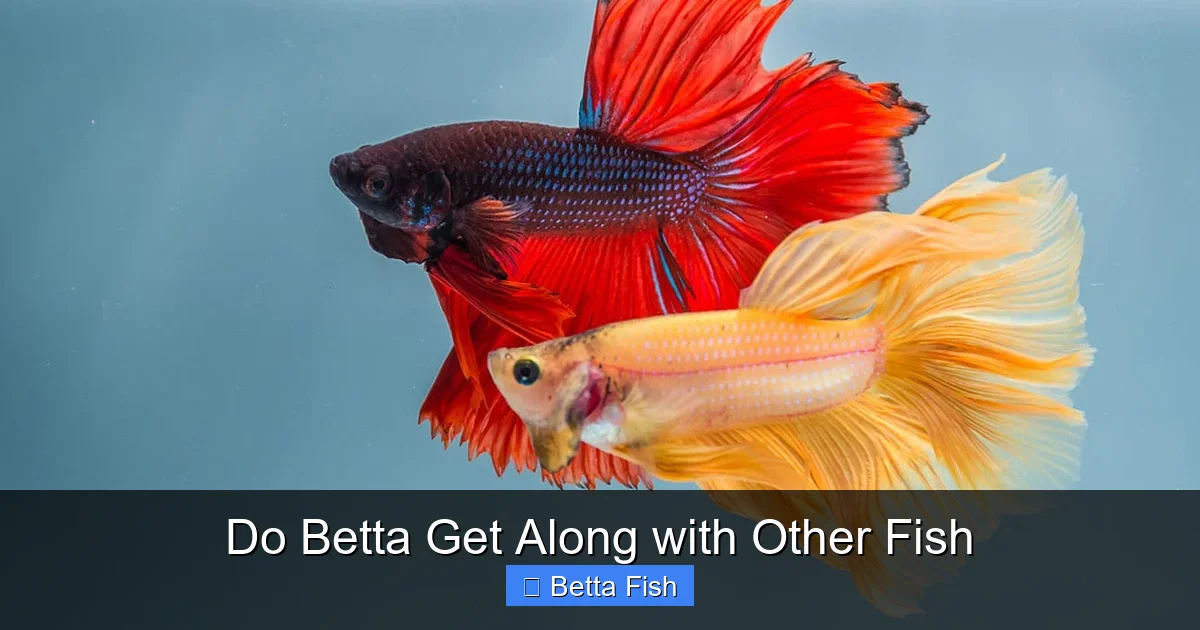 Do Betta Get Along with Other Fish