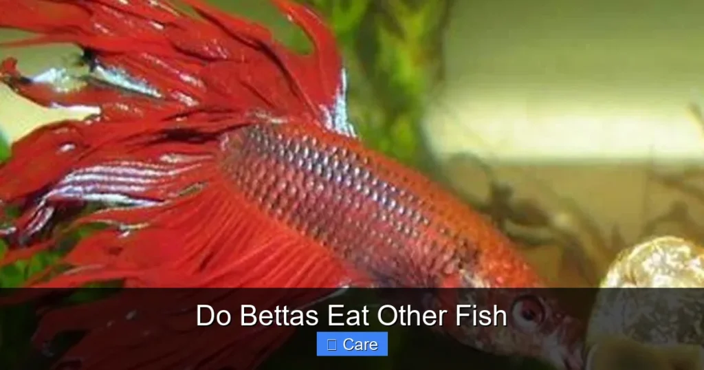 Do Bettas Eat Other Fish