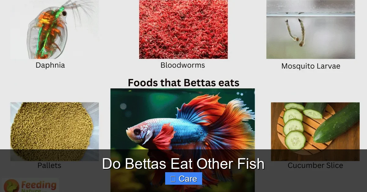 Do Bettas Eat Other Fish