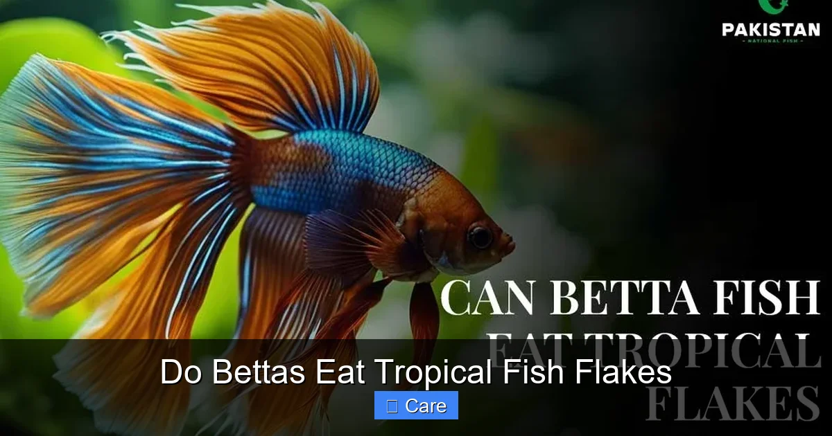 Do Bettas Eat Tropical Fish Flakes