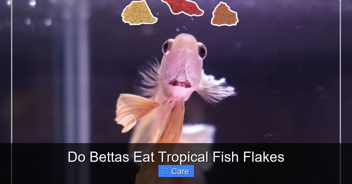 Do Bettas Eat Tropical Fish Flakes
