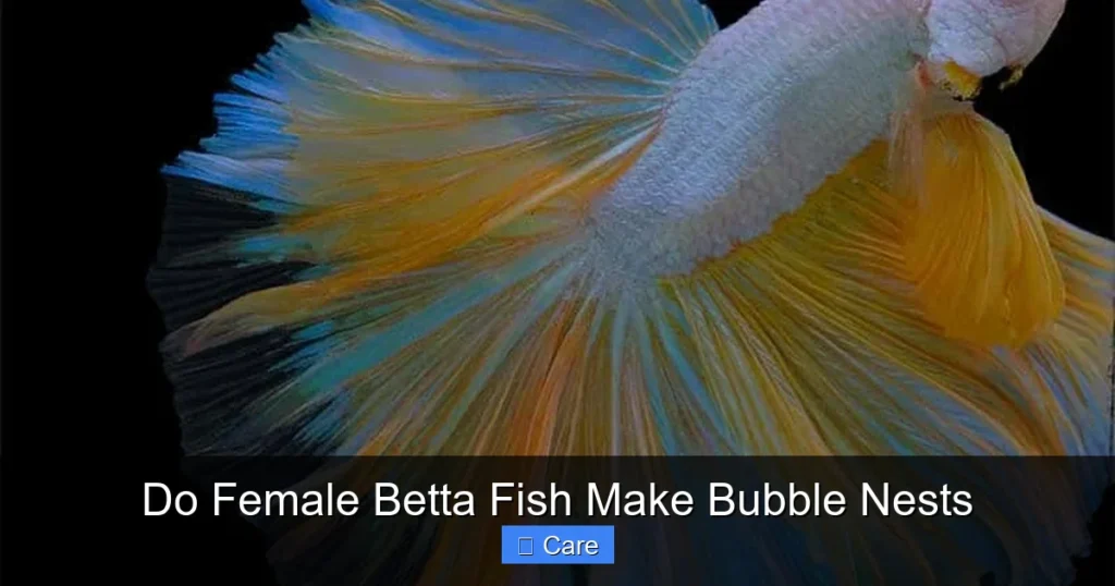 Do Female Betta Fish Make Bubble Nests