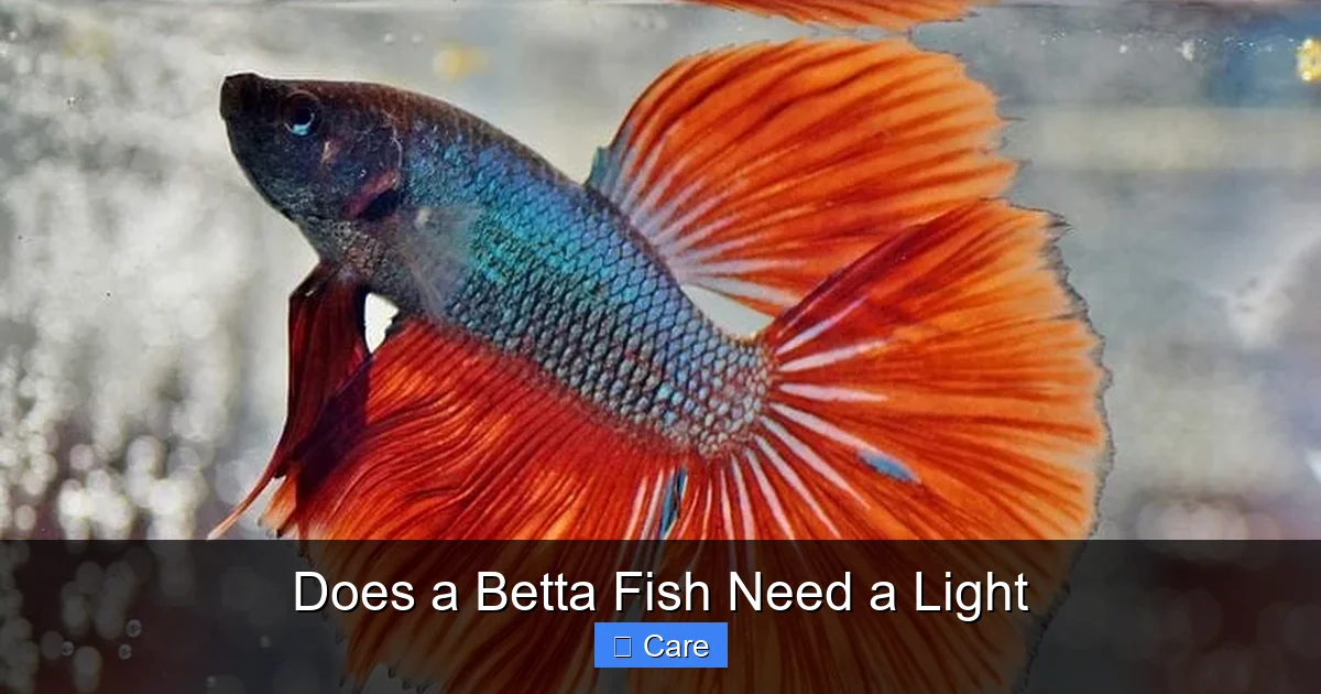 Does a Betta Fish Need a Light