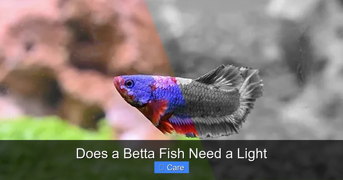 Does a Betta Fish Need a Light