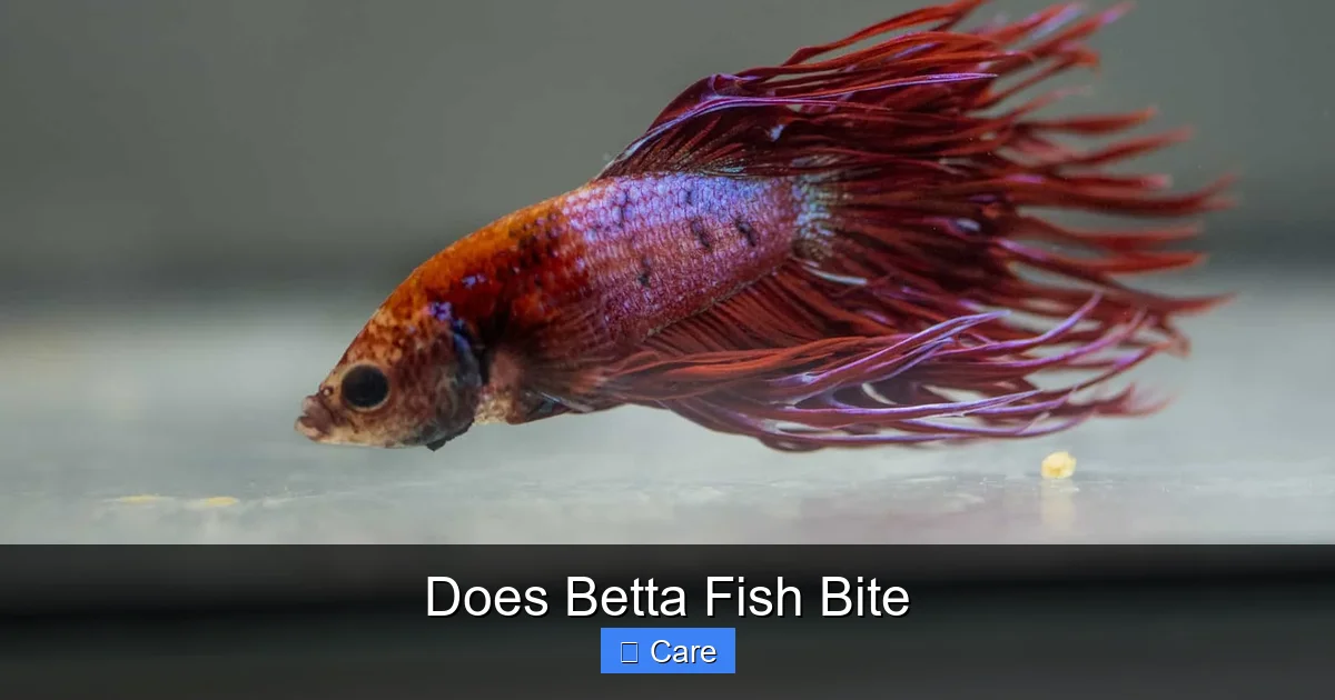 Does Betta Fish Bite