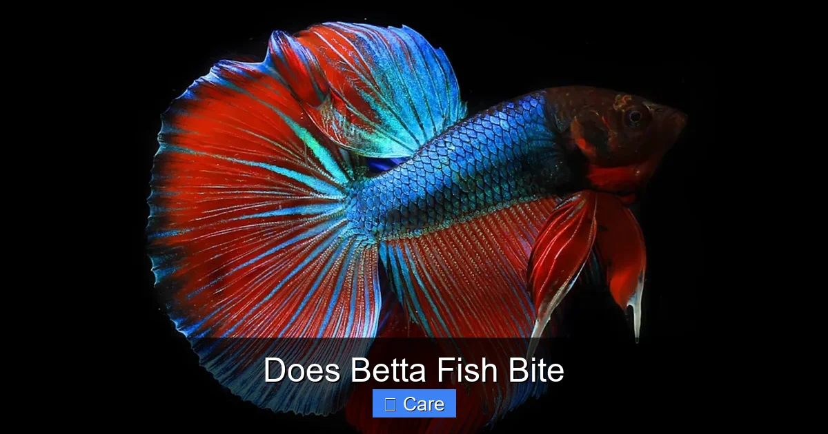 Does Betta Fish Bite
