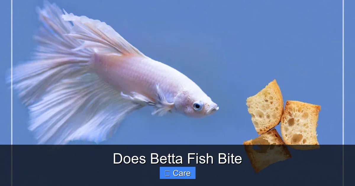 Does Betta Fish Bite