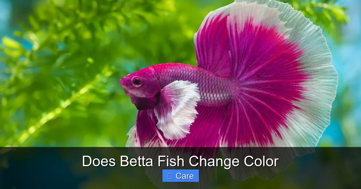 Does Betta Fish Change Color