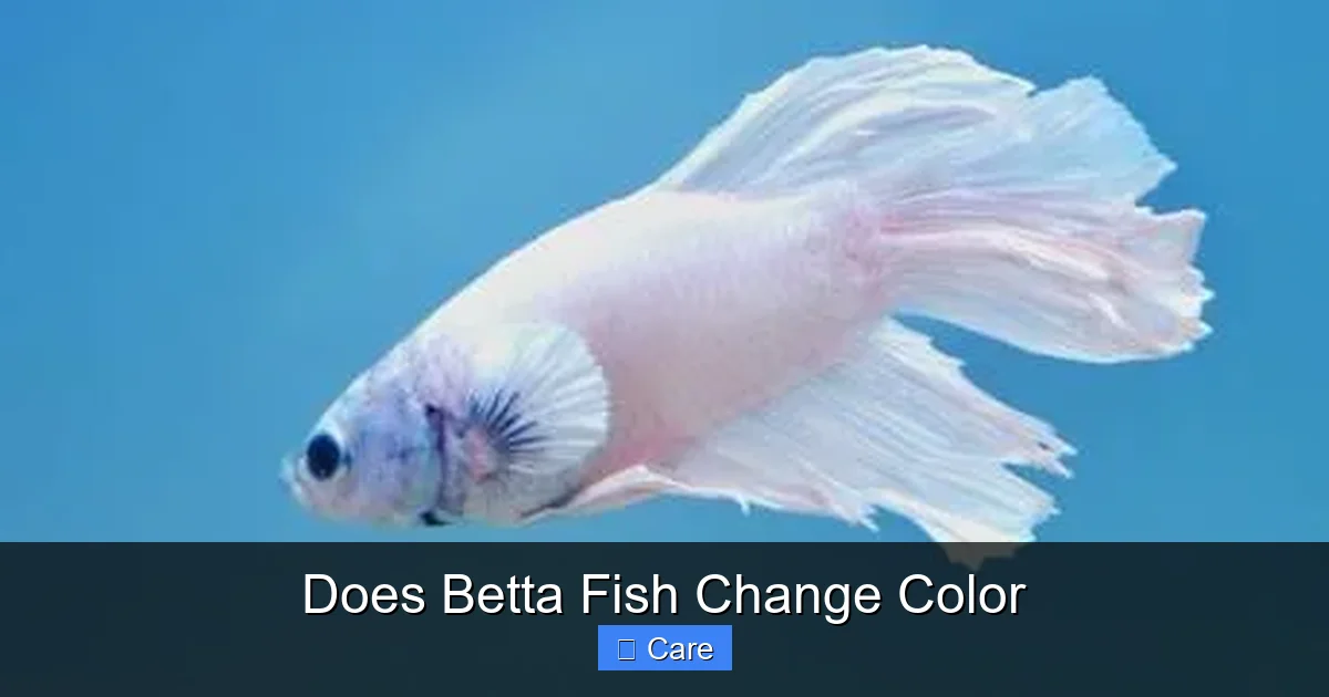 Does Betta Fish Change Color