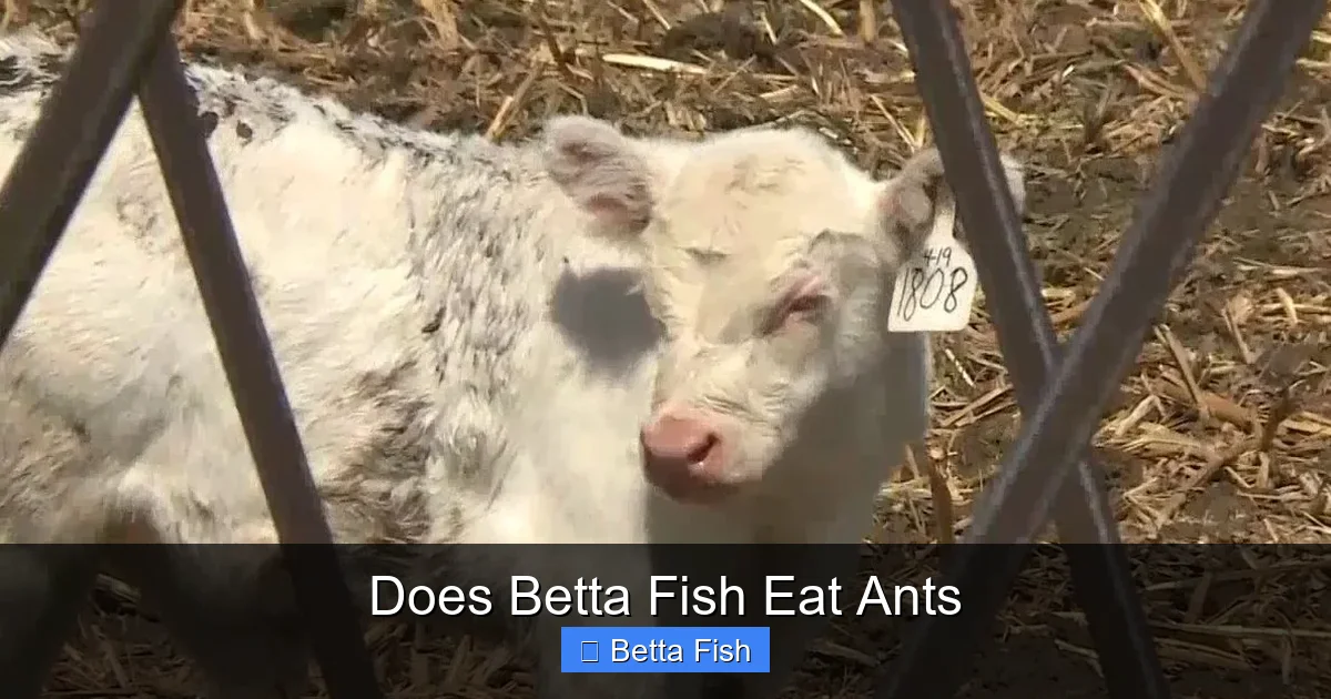 Does Betta Fish Eat Ants