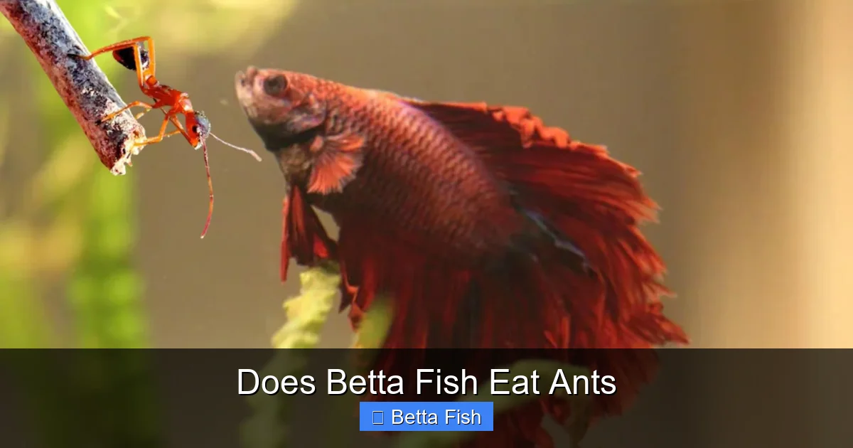 Does Betta Fish Eat Ants