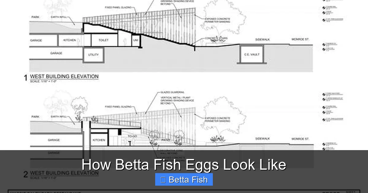 How Betta Fish Eggs Look Like