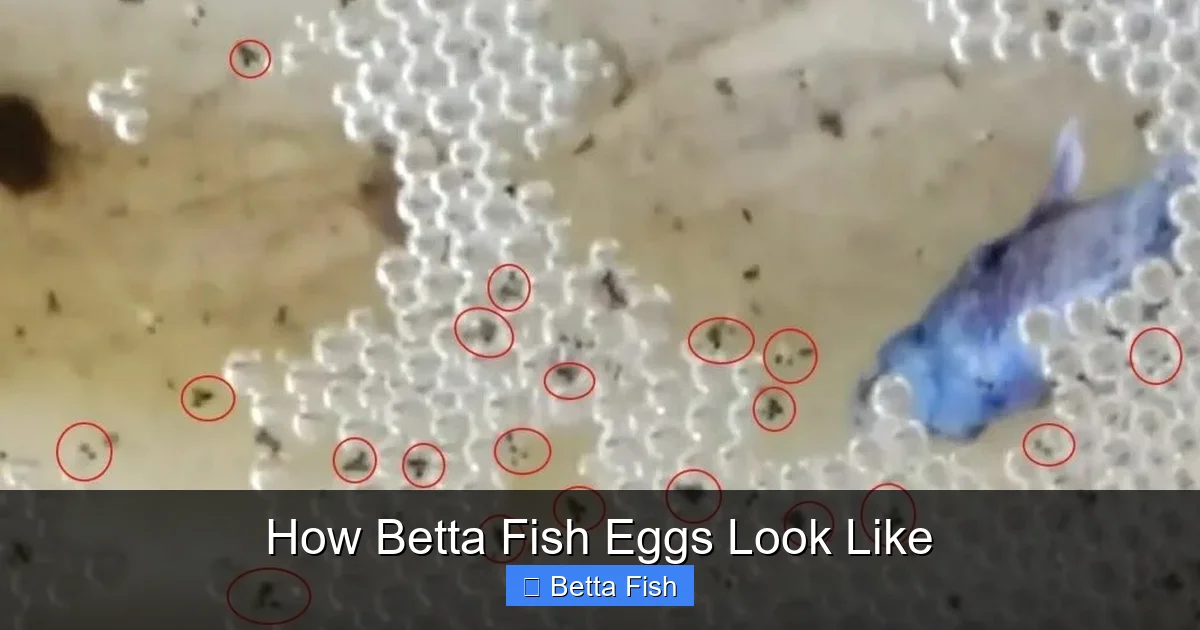 How Betta Fish Eggs Look Like