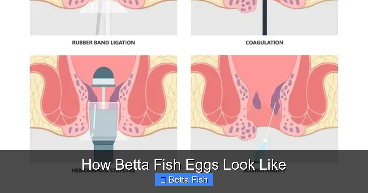 How Betta Fish Eggs Look Like