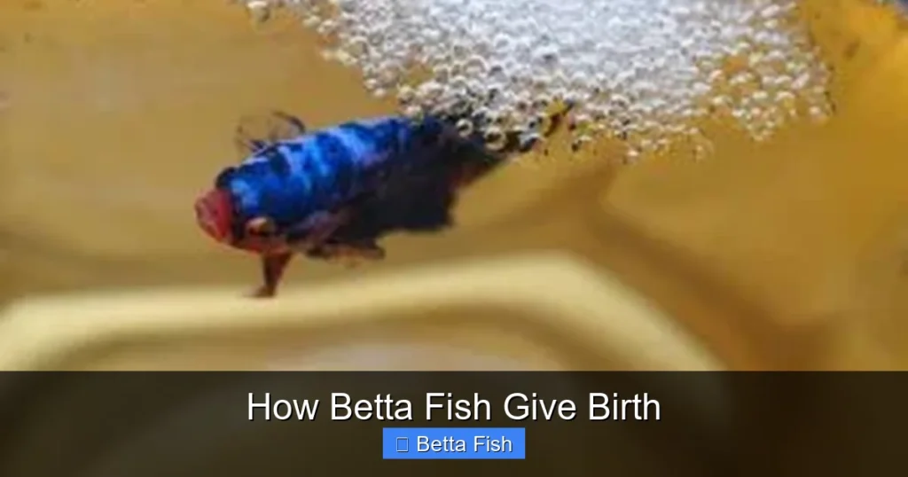 How Betta Fish Give Birth