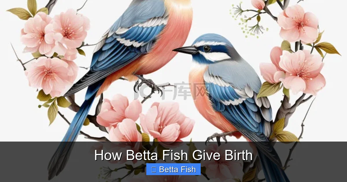 How Betta Fish Give Birth