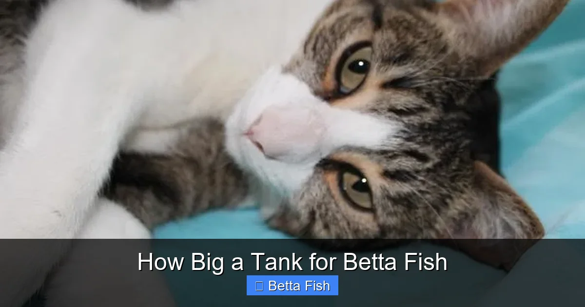 How Big a Tank for Betta Fish