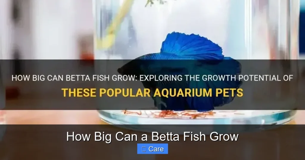 How Big Can a Betta Fish Grow