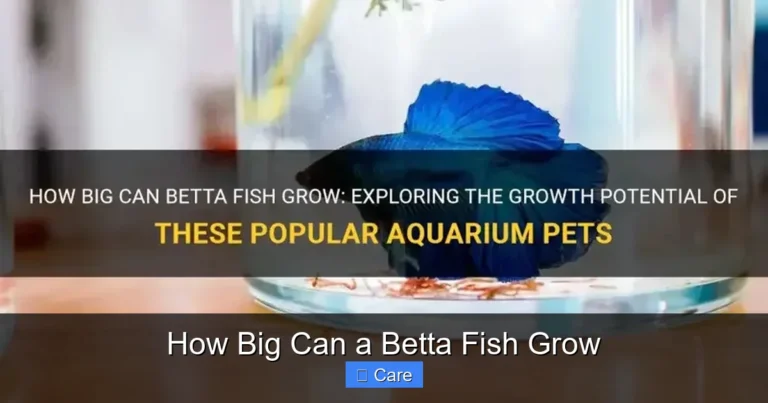 How Big Can a Betta Fish Grow