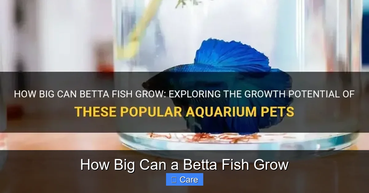 How Big Can a Betta Fish Grow