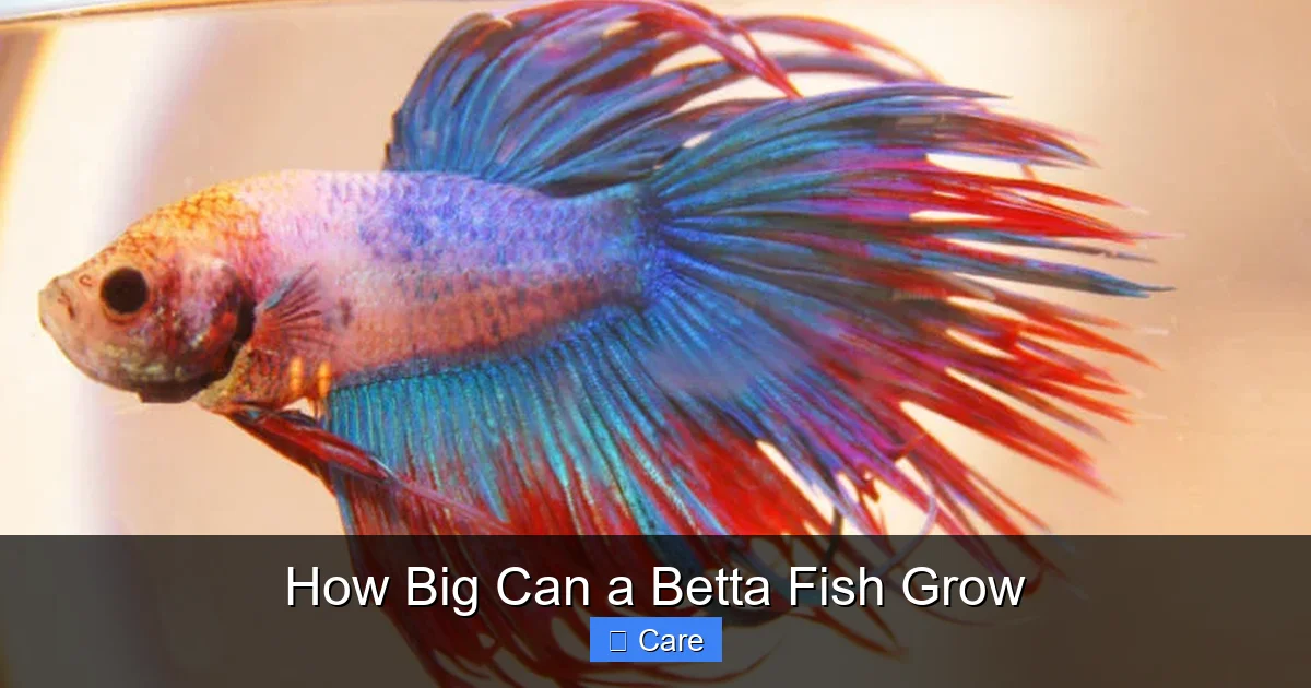 How Big Can a Betta Fish Grow