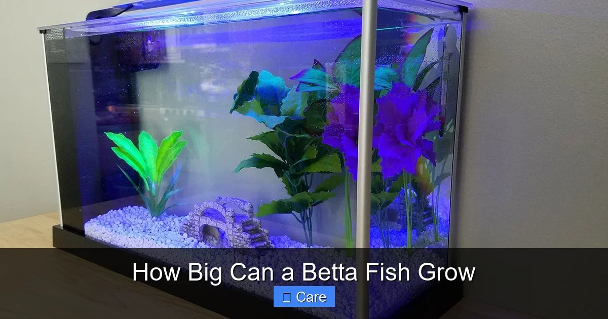 How Big Can a Betta Fish Grow