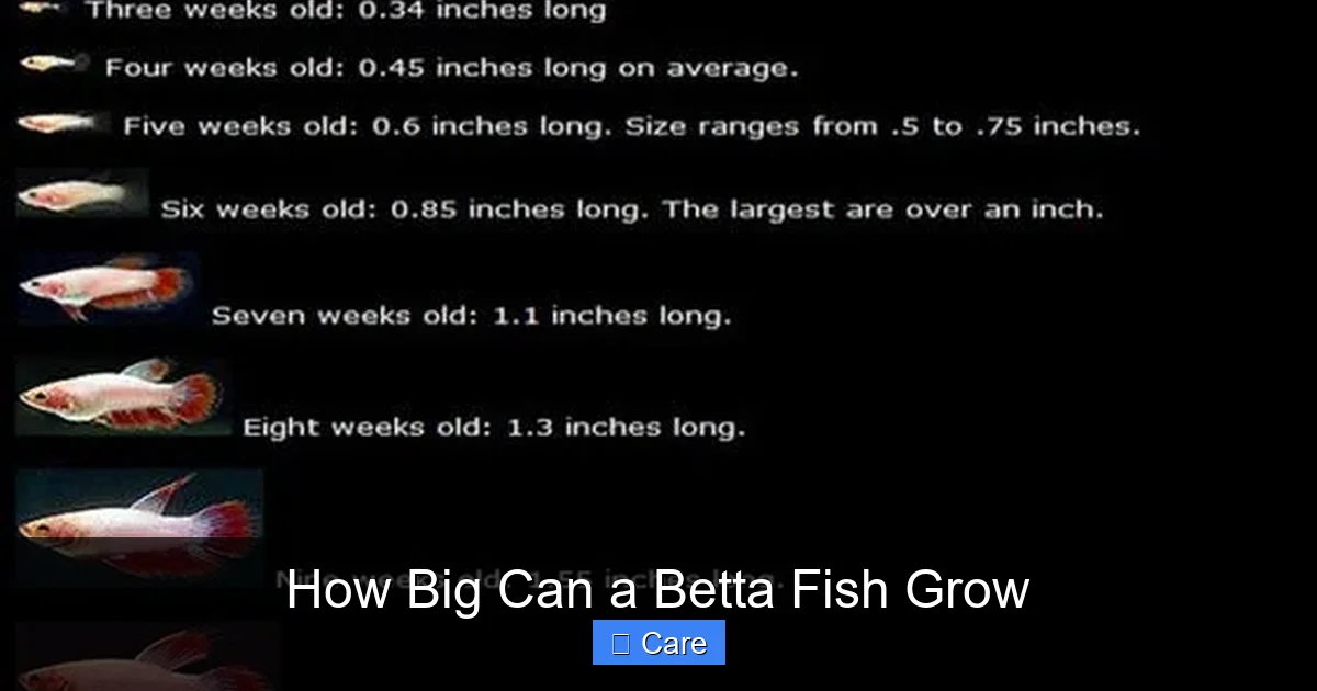 How Big Can a Betta Fish Grow