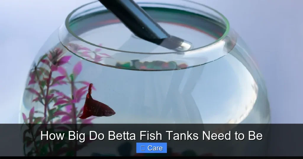 How Big Do Betta Fish Tanks Need to Be