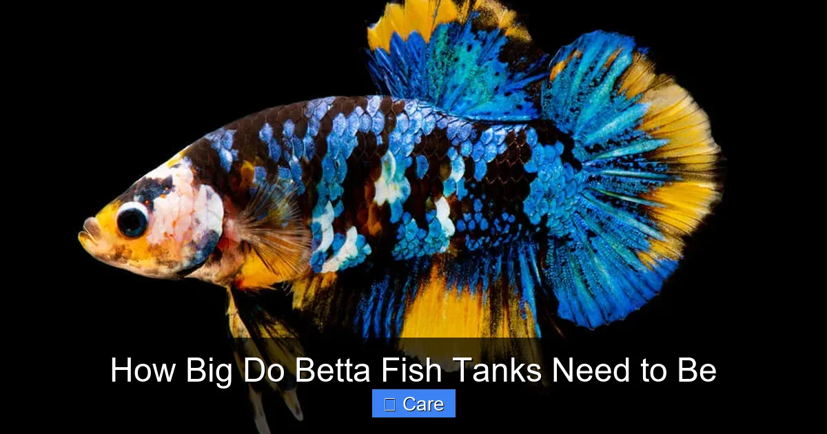 How Big Do Betta Fish Tanks Need to Be