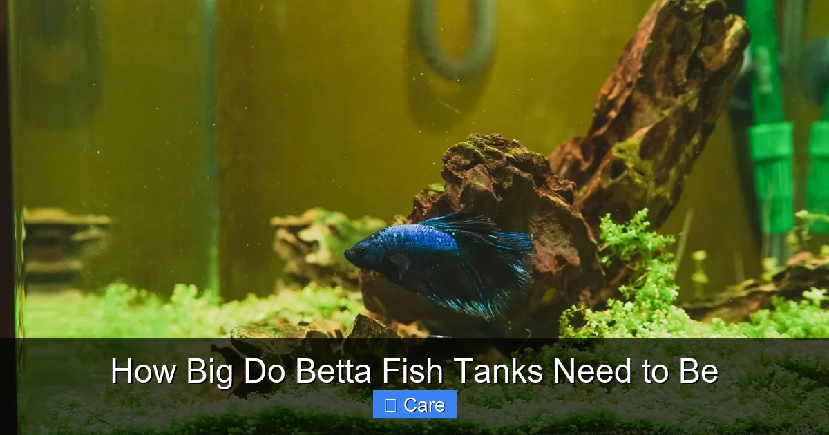 How Big Do Betta Fish Tanks Need to Be