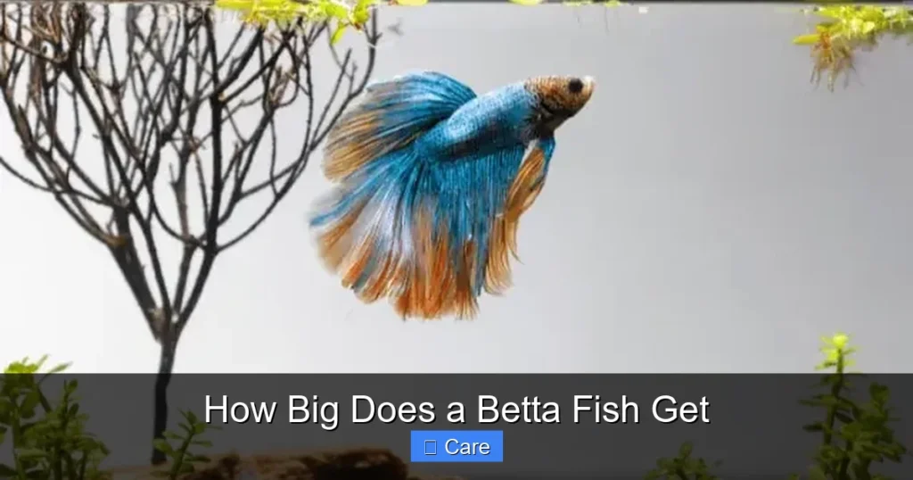 How Big Does a Betta Fish Get