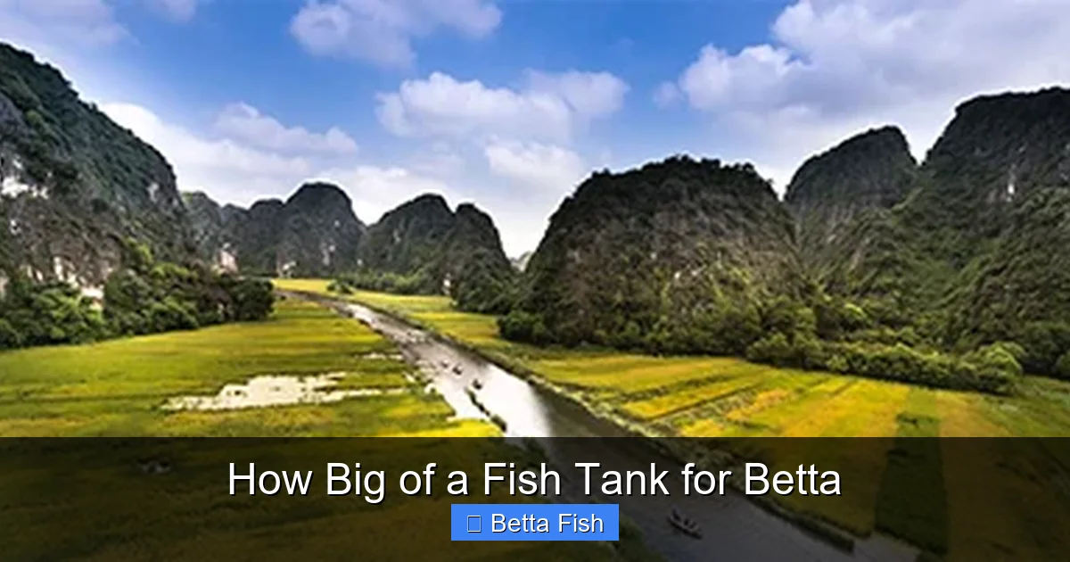 How Big of a Fish Tank for Betta
