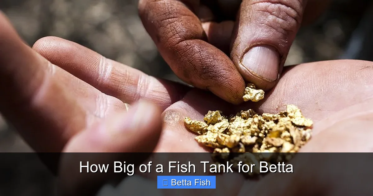 How Big of a Fish Tank for Betta