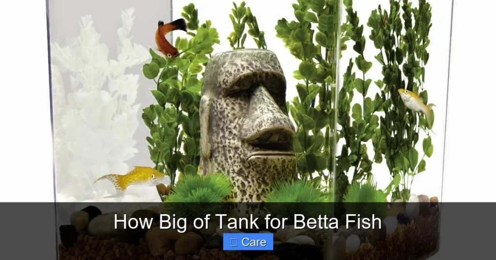 How Big of Tank for Betta Fish