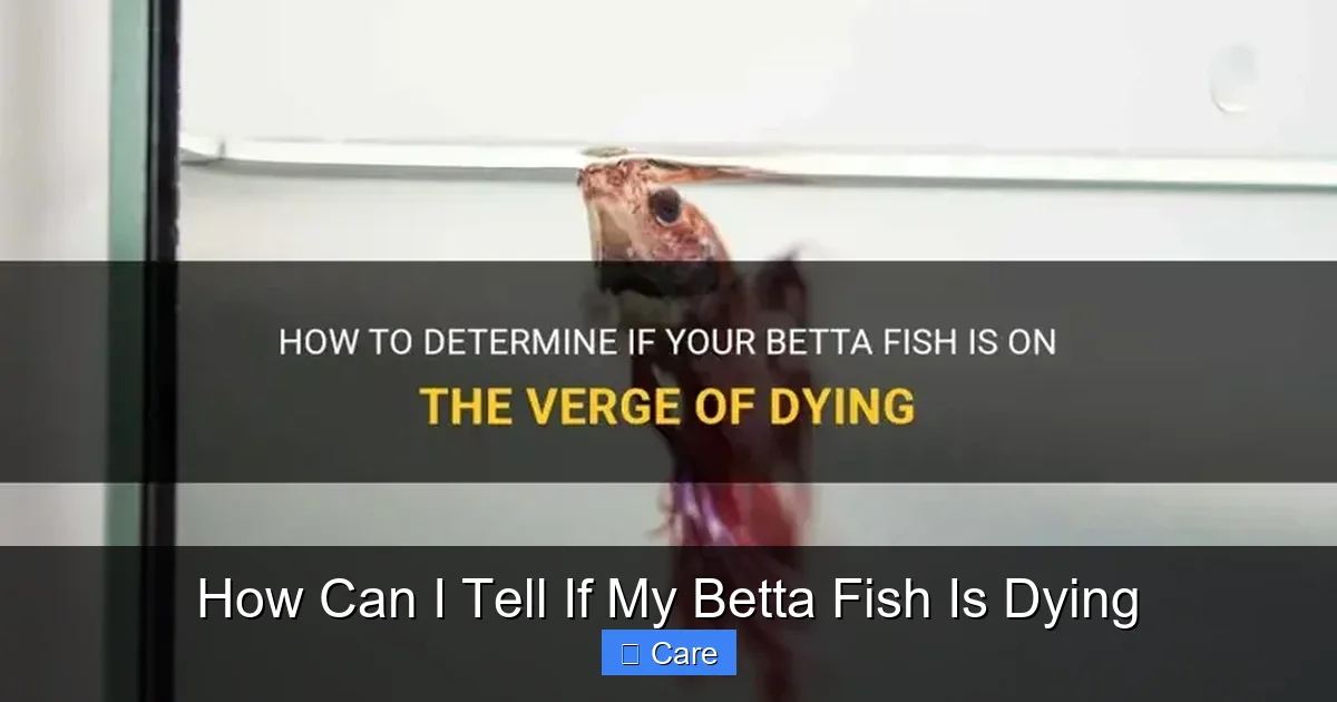 How Can I Tell If My Betta Fish Is Dying