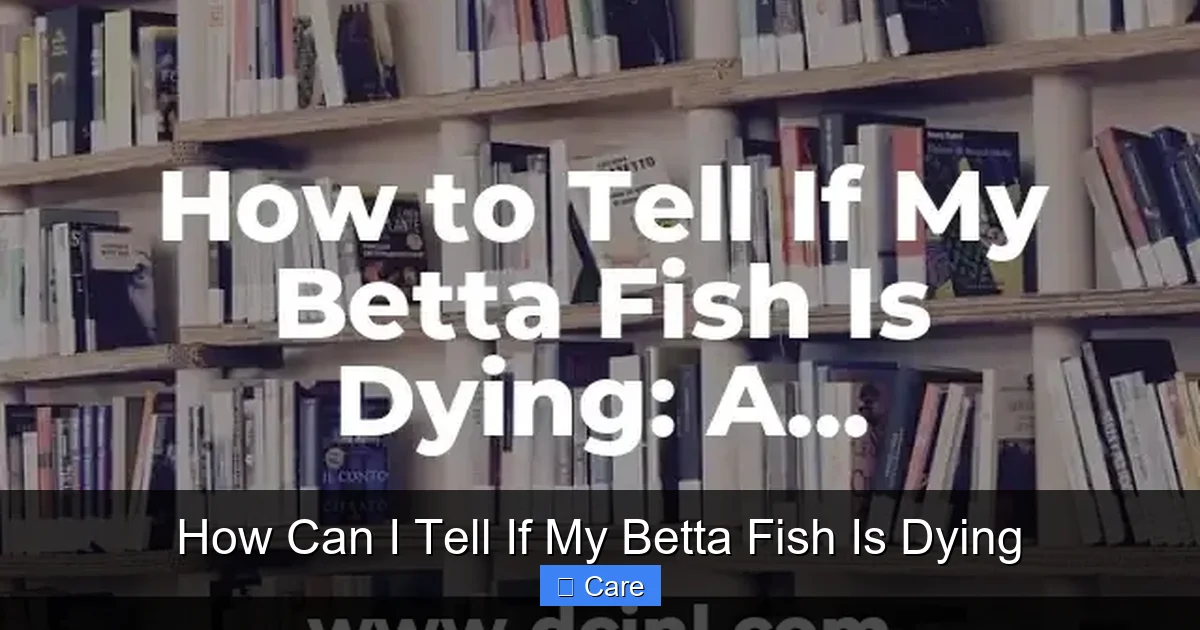How Can I Tell If My Betta Fish Is Dying