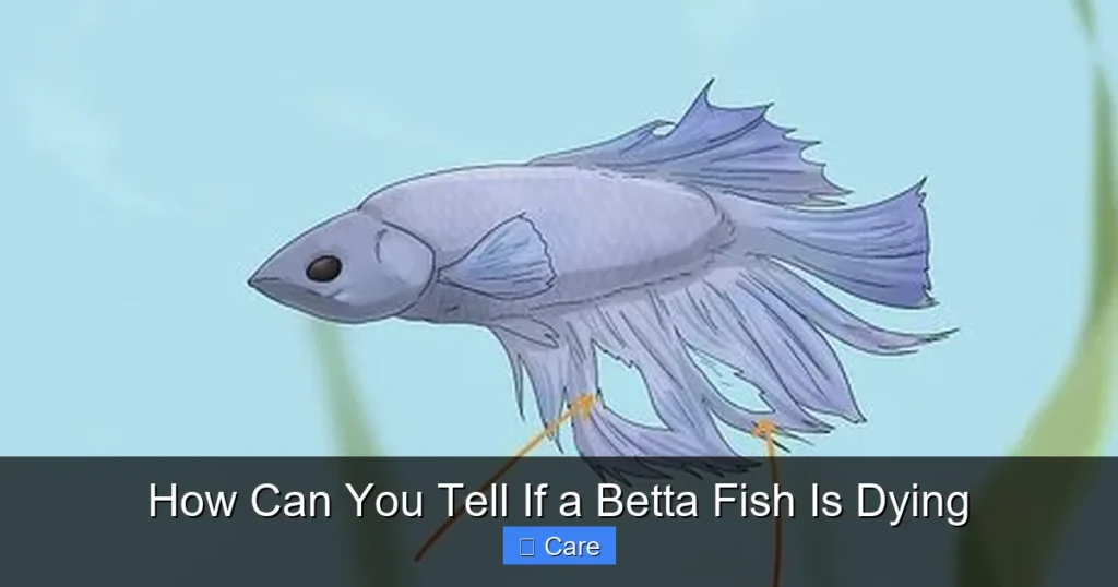 How Can You Tell If a Betta Fish Is Dying