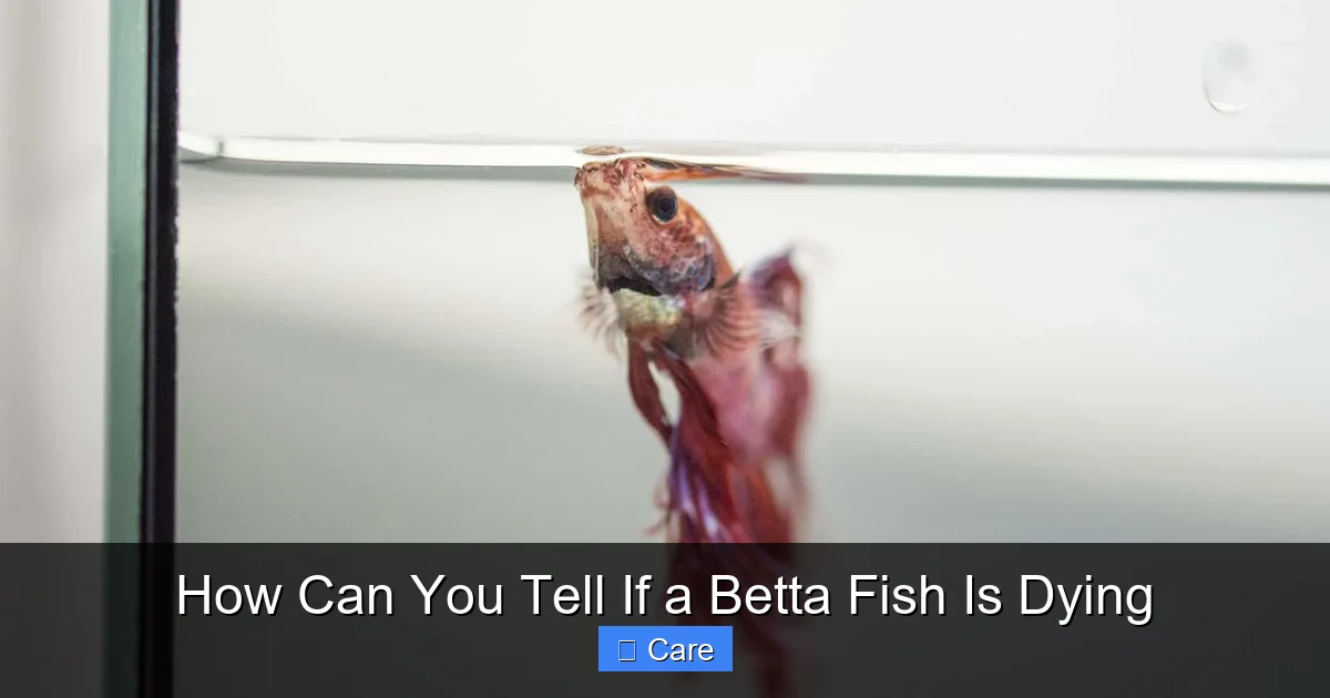 How Can You Tell If a Betta Fish Is Dying